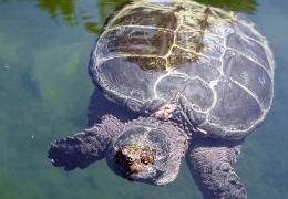 肌醇——魚(yú)、蝦飼料的能量補給站！