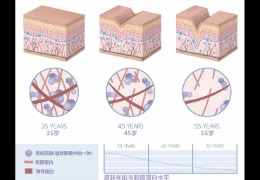 水潤皮膚的秘密武器，乙酰殼糖胺和透明質(zhì)酸的甜蜜聯(lián)盟！